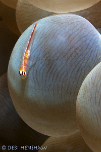 "Slipping" Many Host Goby on board a bubble anemone by Debi Henshaw 